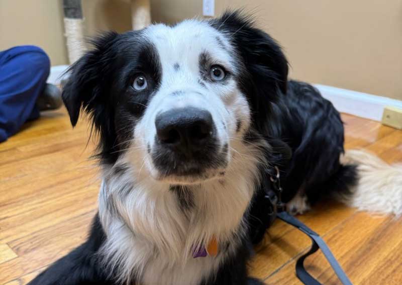 Carousel Slide 5: Fear Free Vet Visits